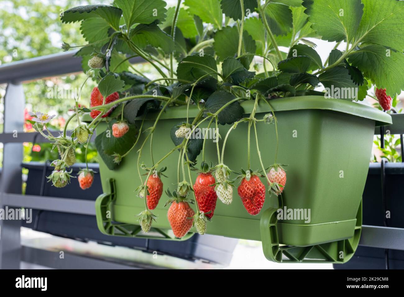 Des fraises biologiques sur le balcon à la maison.Fraises mûres en pots. Banque D'Images