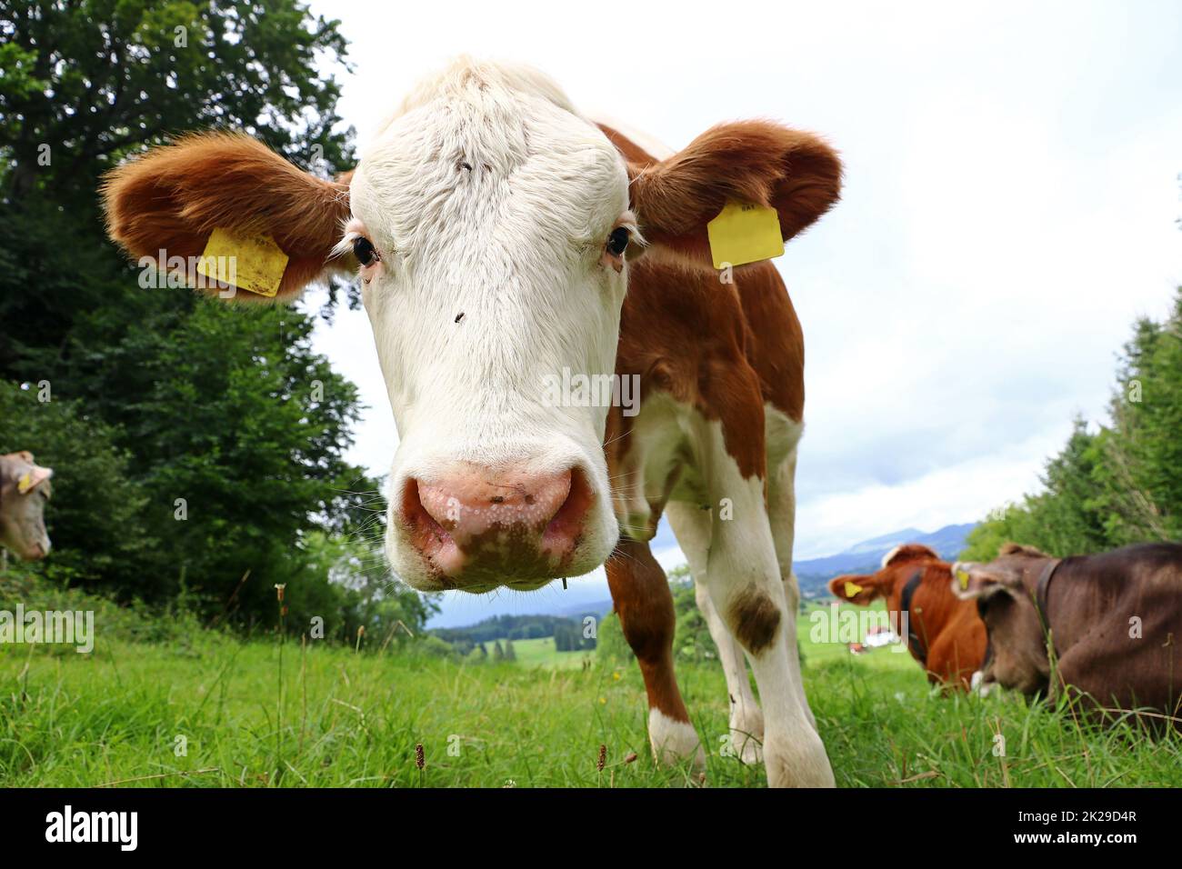 Un veau Simmental en été sur un pâturage en Bavière Banque D'Images