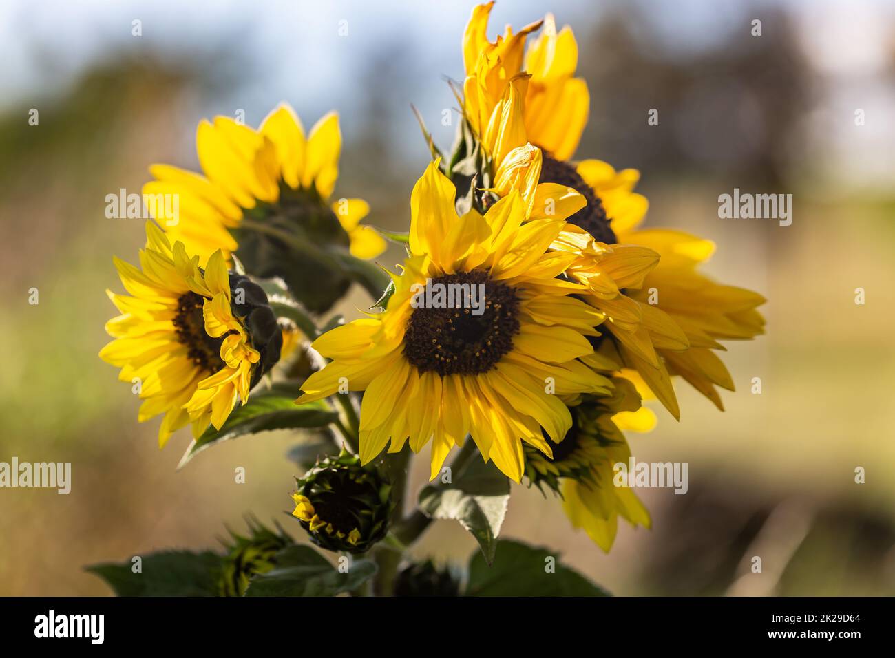 Tournesols en fleurs Banque D'Images