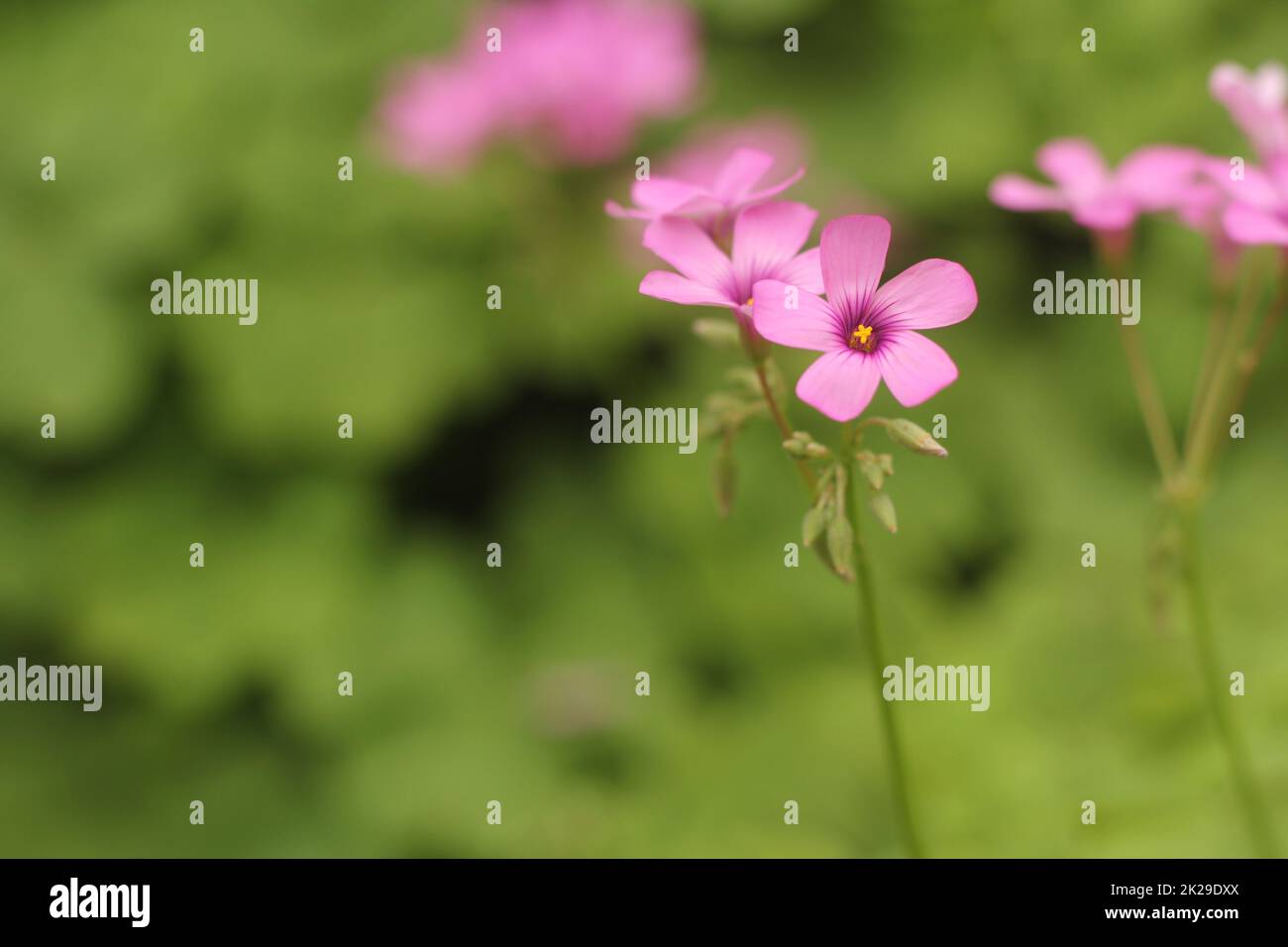 Oxalis Sorrel de bois avec des fleurs roses dans le jardin Banque D'Images