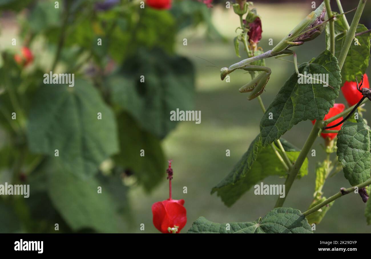 Prier Mantis sur le Bush rouge en attendant la proie Banque D'Images