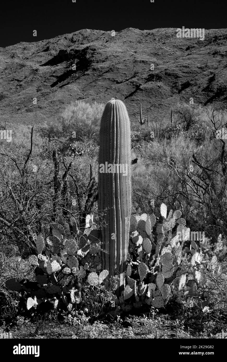 Saguaro Cactus Sonora désert Arizona Banque D'Images