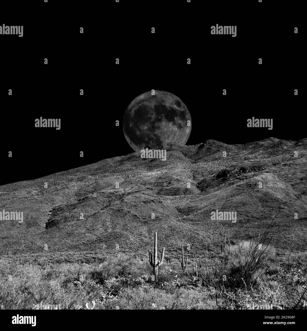 Sonora Desert Moon Banque D'Images