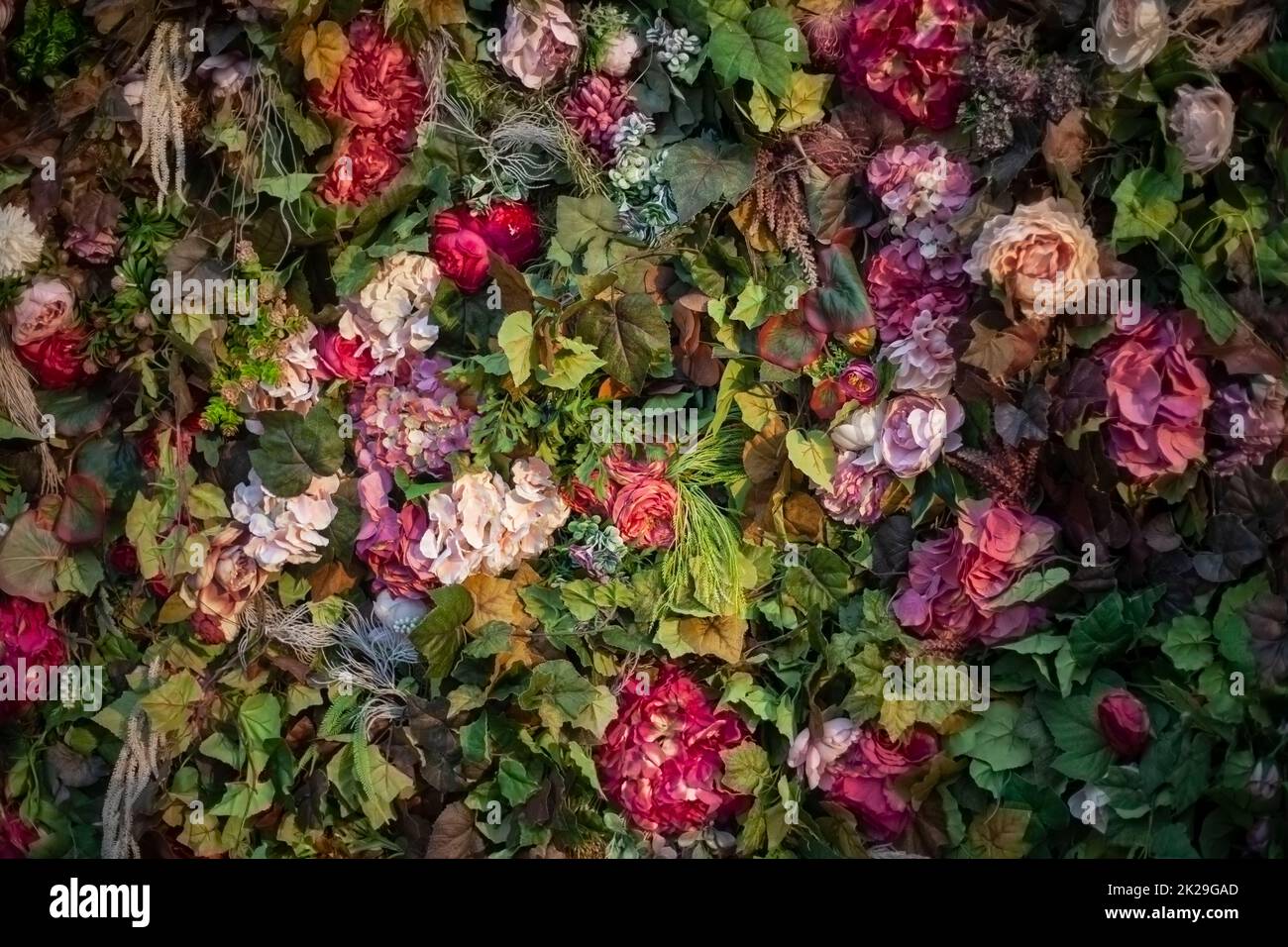 Texture des roses. Roses sèches. Banque D'Images