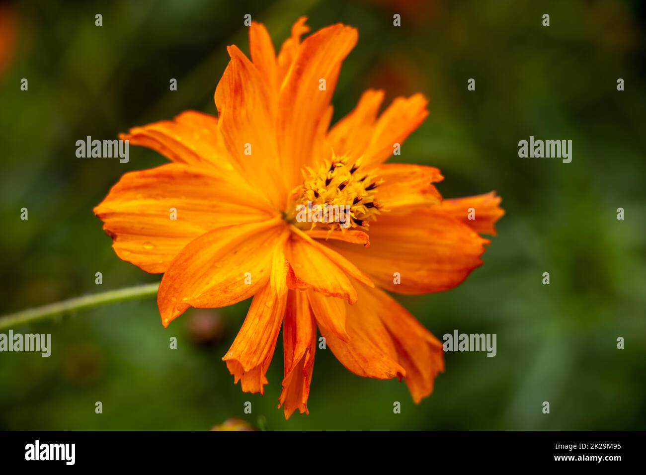 Fleur Cosmos jaune (Cosmos sulfureus) dans un jardin Banque D'Images