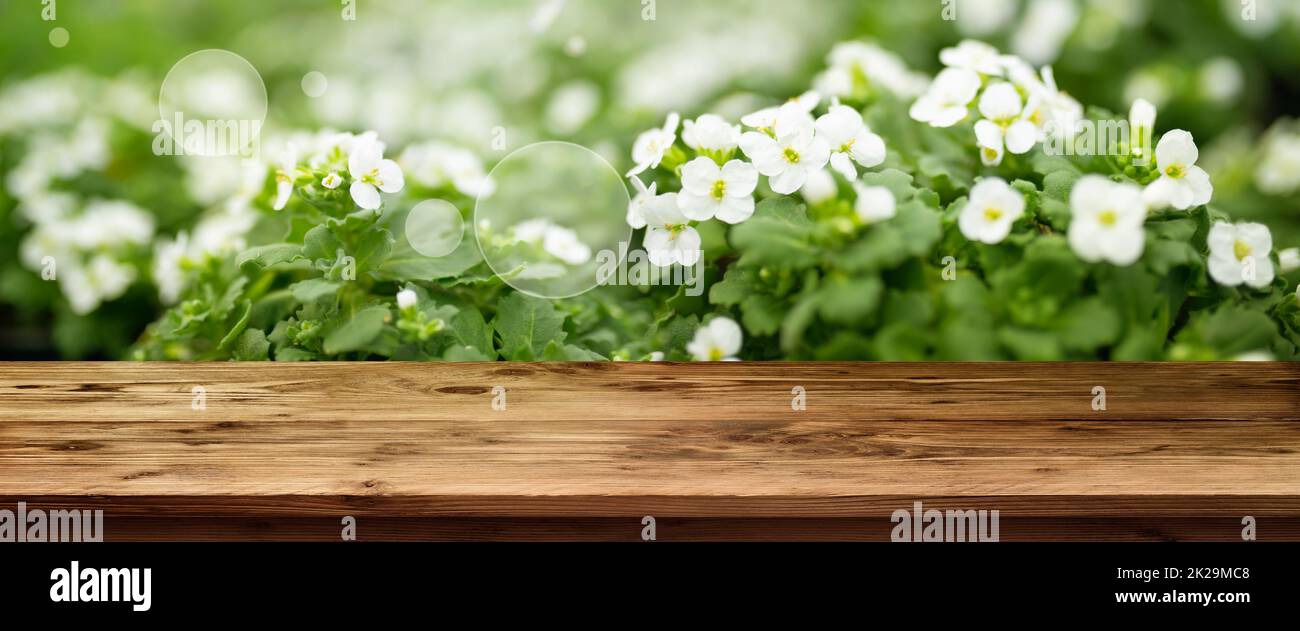 Table en bois devant de petites fleurs blanches de printemps Banque D'Images Table en bois devant de petites fleurs blanches de printemps Banque D'Images