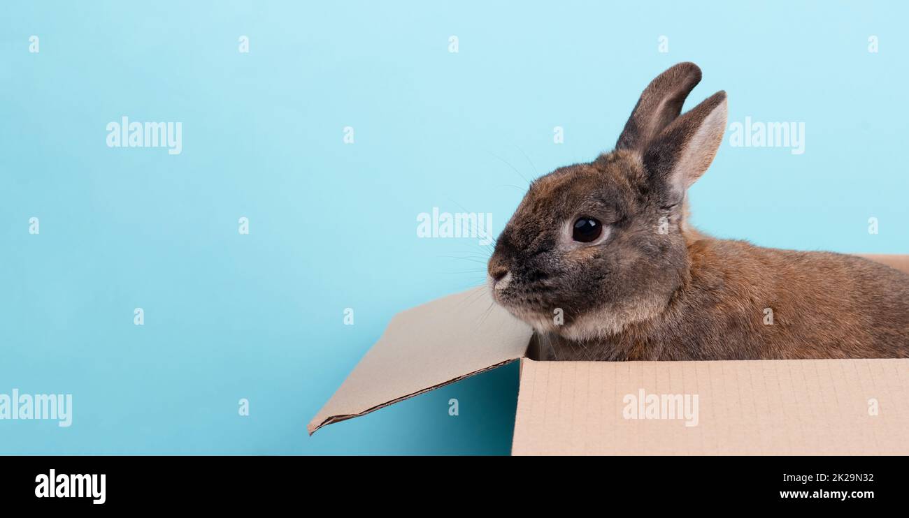 Lapin de Pâques, vacances au printemps, espace de copie, carte de vœux, fond bleu Banque D'Images