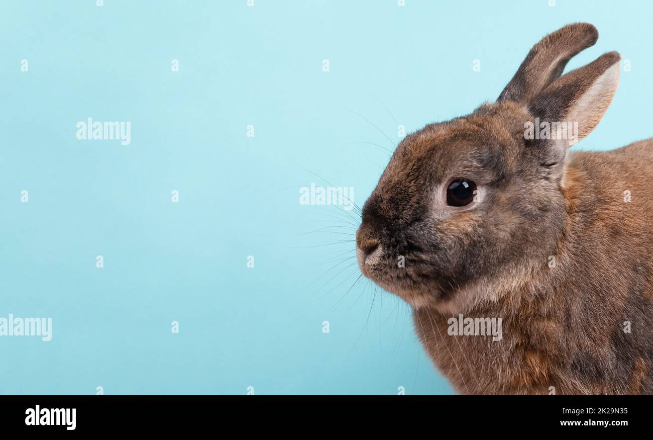 Lapin de Pâques, vacances au printemps, espace de copie, carte de vœux, fond bleu Banque D'Images