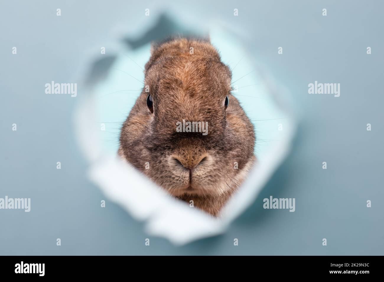 Lapin de Pâques, vacances au printemps, espace de copie, carte de vœux, fond bleu Banque D'Images