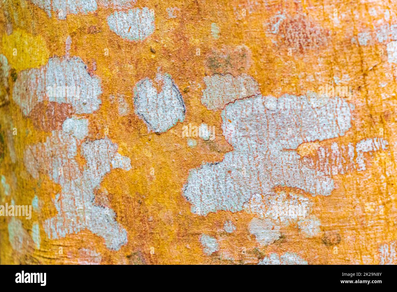 Texture de l'écorce d'un arbre d'orange tropical avec de la mousse et du lichen Mexico. Banque D'Images