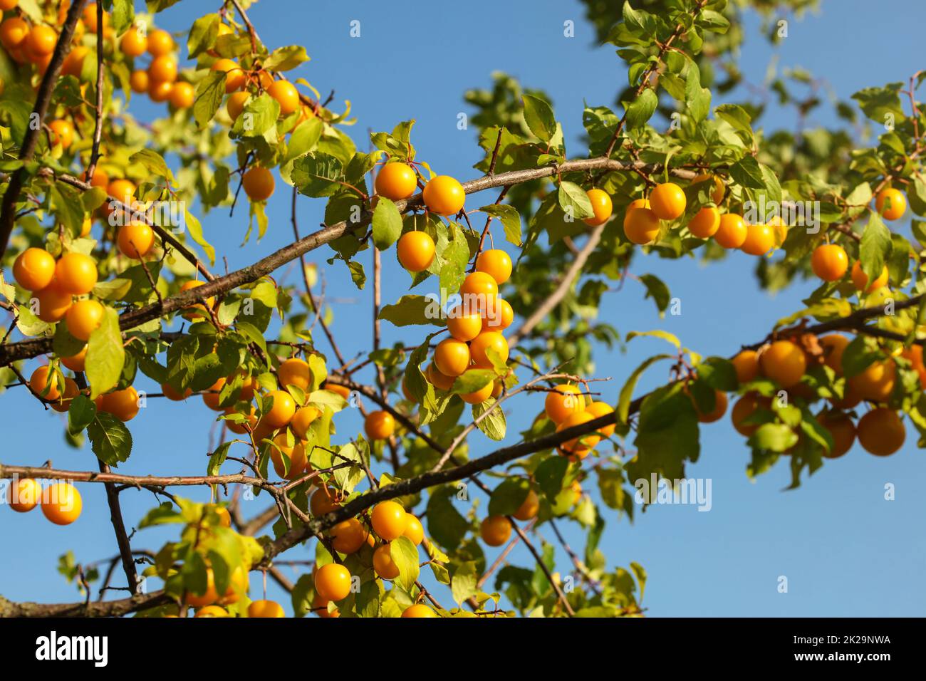 Mirabell jaune prune prunes (Cherry) sur des branches d'arbre, éclairé par le soleil l'après-midi. Banque D'Images