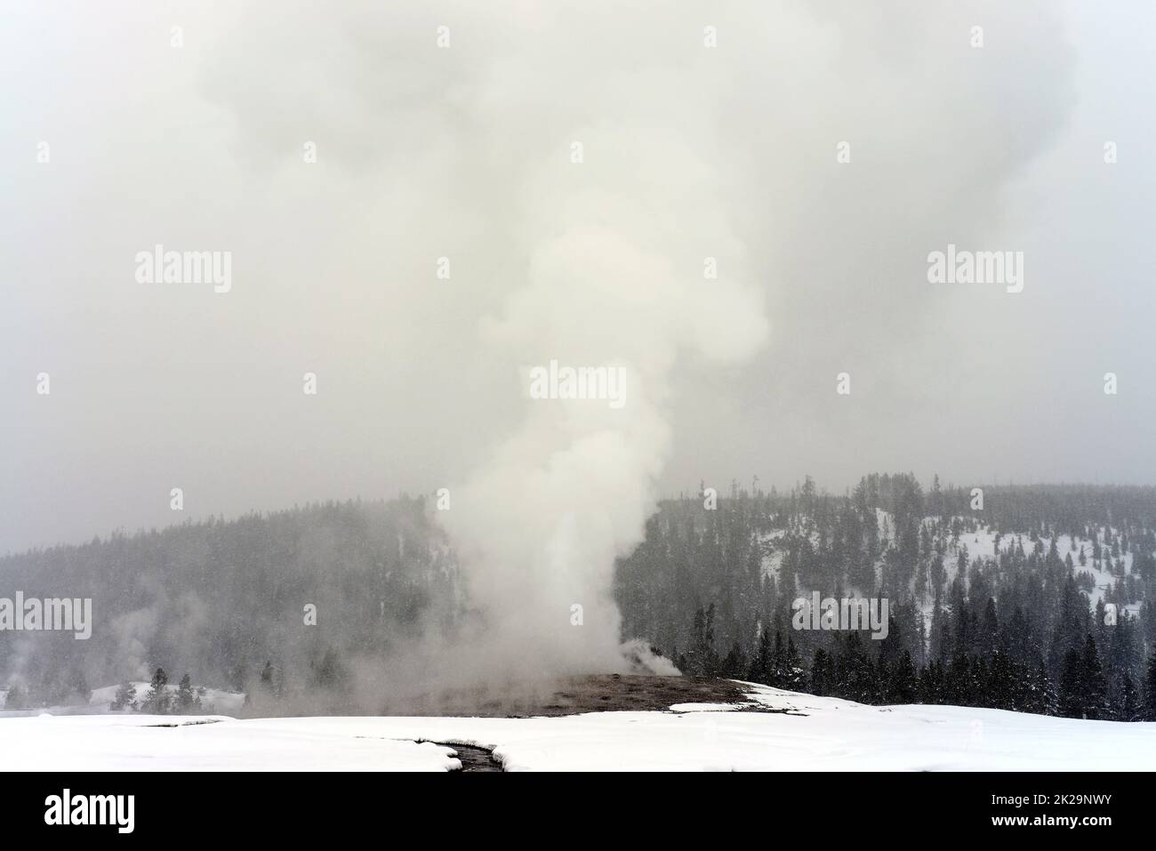 L'éruption du geyser Old Faithful Banque D'Images
