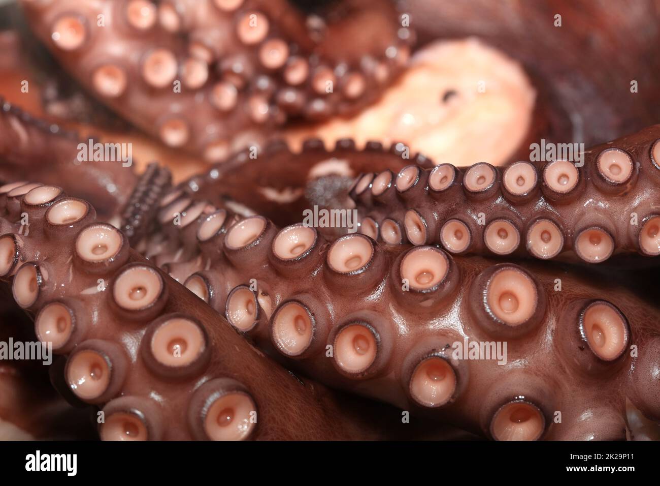 Octopus frais bouilli prêt à manger Banque D'Images