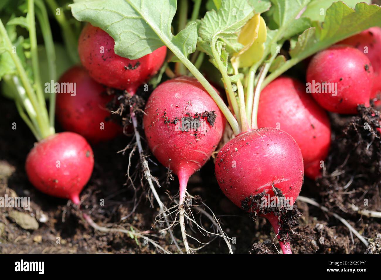 Récolte fraîche de radis bio sur le terrain Banque D'Images