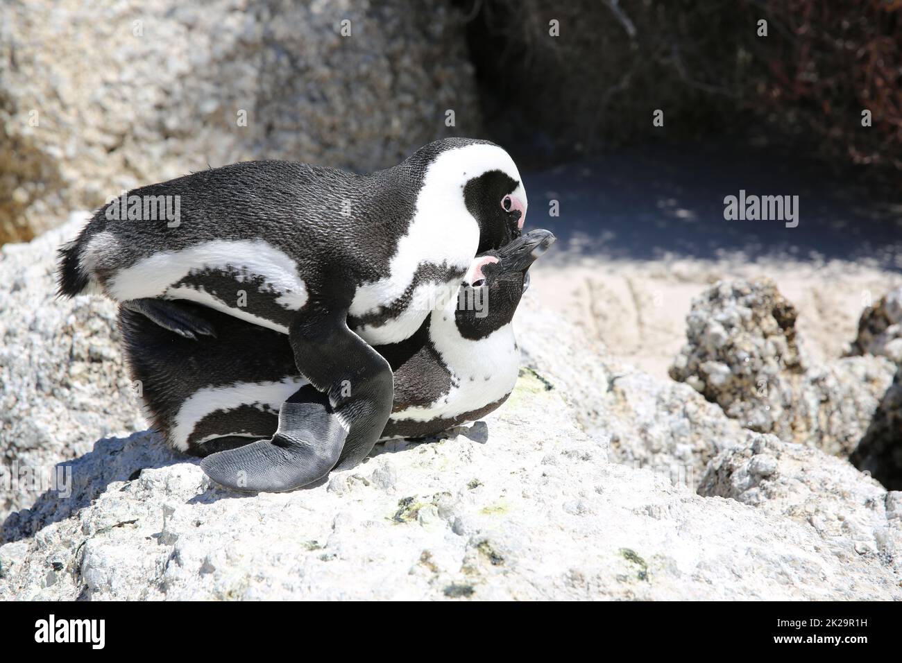 L'accouplement des pingouins de Jackass à la plage de Boulders. Ville de Simon. Afrique du Sud Banque D'Images