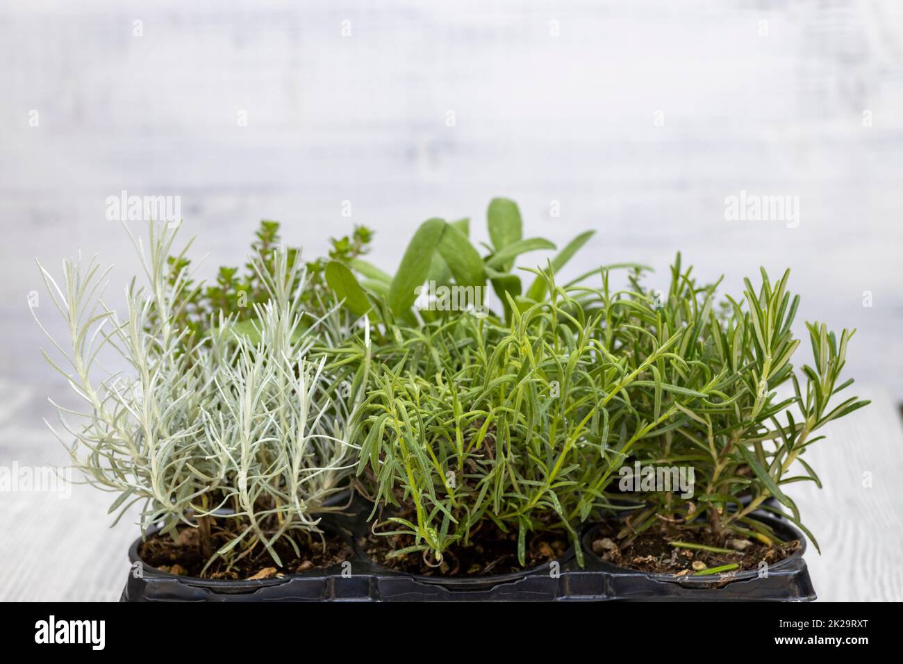 Mélange d'herbes dans une casserole - romarin, thym, sauge, smil italien et marjolaine Banque D'Images