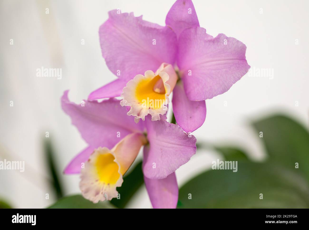 Close up de rose orchidée, fleur de beauté Banque D'Images