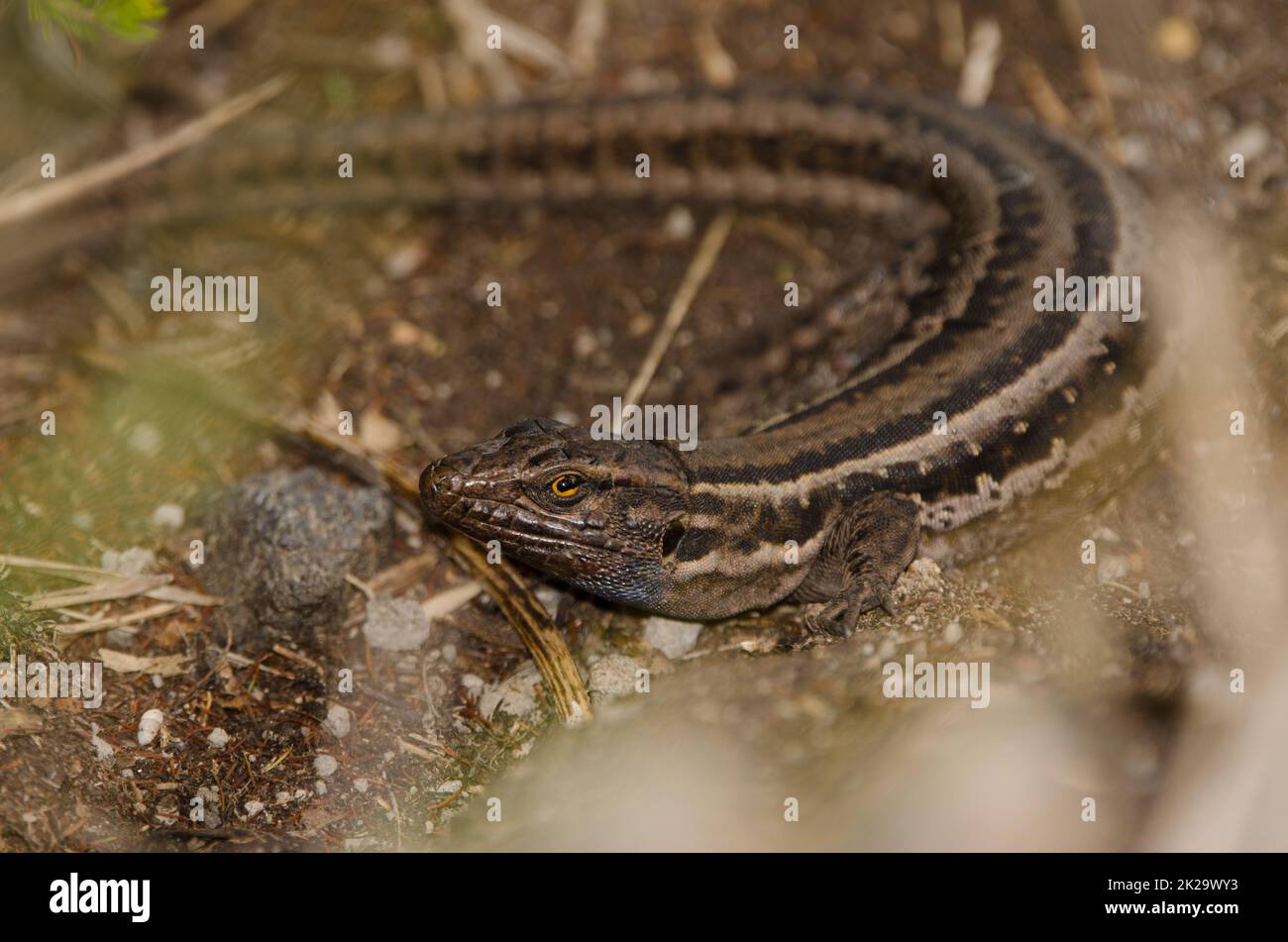 Femelle la Palma lizard Gallotia galloti palmae. Banque D'Images