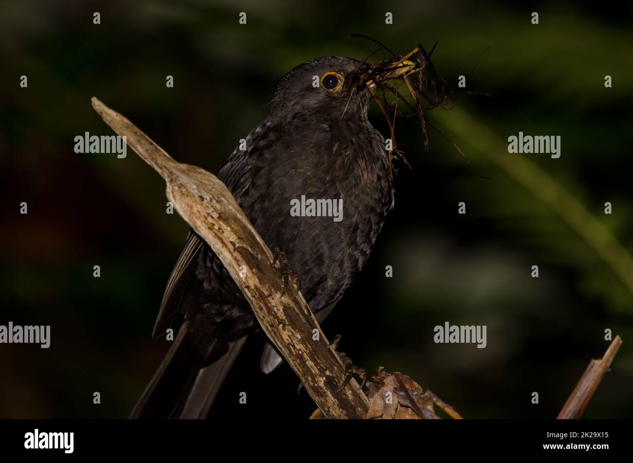 Femelle commun blackbird avec matériau de nidification. Banque D'Images