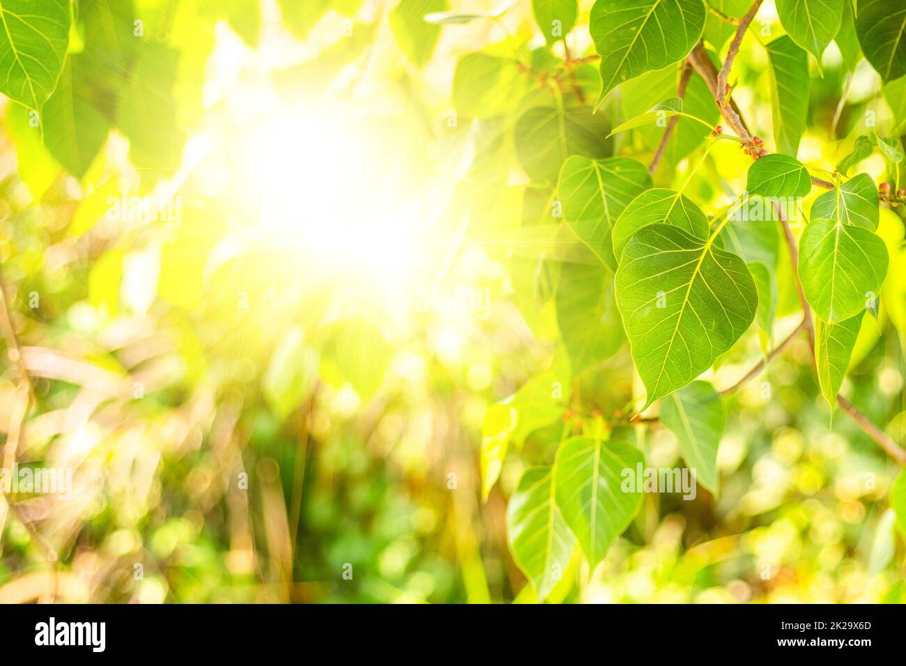 Gros plan de la feuille de Bo verte fraîche avec lumière du soleil le matin. Bodhi pipal arbre feuilles Banque D'Images