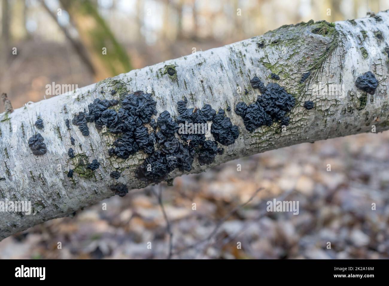 Le beurre de Warlock dans la forêt Banque D'Images