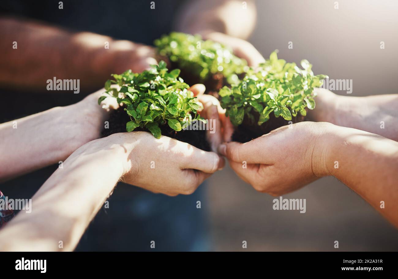 Le potentiel de croissance est possible quand il est fait ensemble. Plan de culture d'un groupe de personnes tenant des plantes poussant hors du sol. Banque D'Images