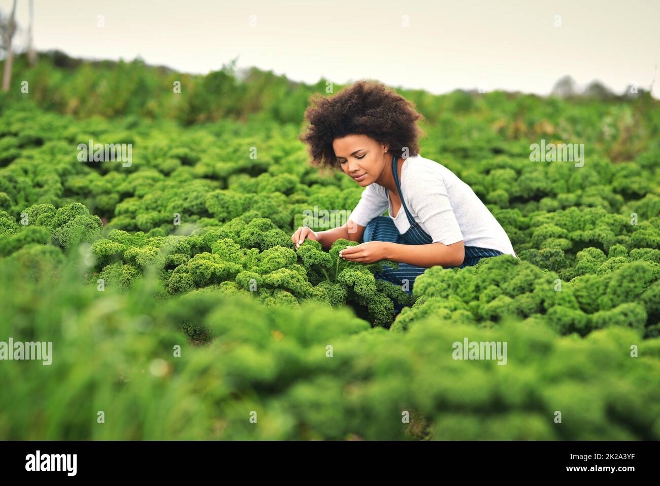 Doigts verts. Photo d'une jeune agricultrice attirante travaillant dans les champs. Banque D'Images