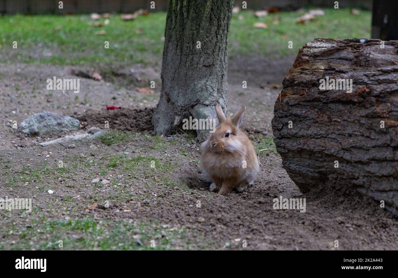 Lionhead rabbit Banque D'Images