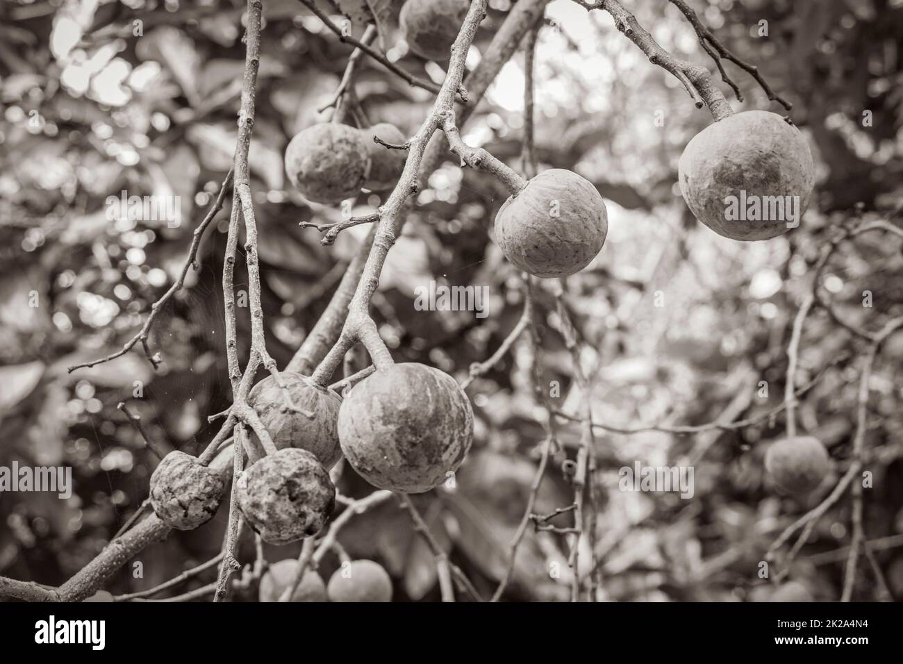 Arbre végétal tropical avec billes de fruits vertes rondes graines Mexique. Banque D'Images