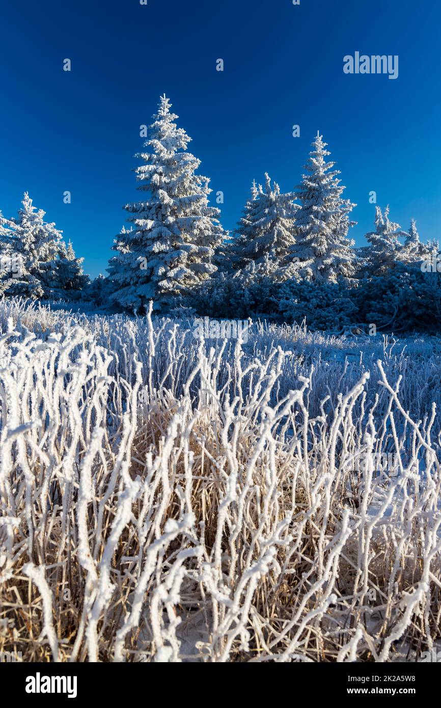 Paysage d'hiver près de Velka Destna, Orlicke montagnes, Bohême de l'est, République tchèque Banque D'Images