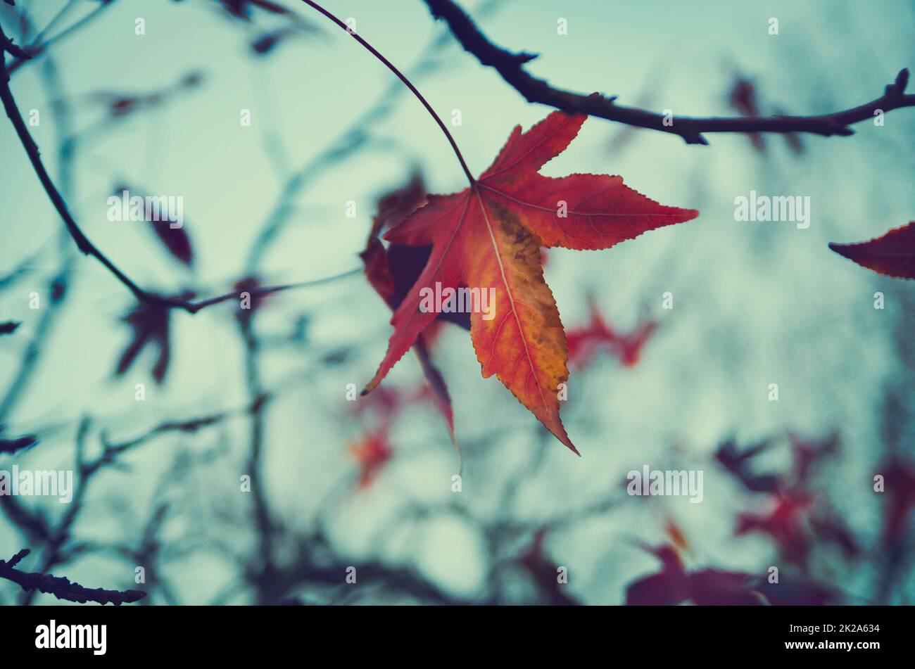 Feuille rouge Banque D'Images