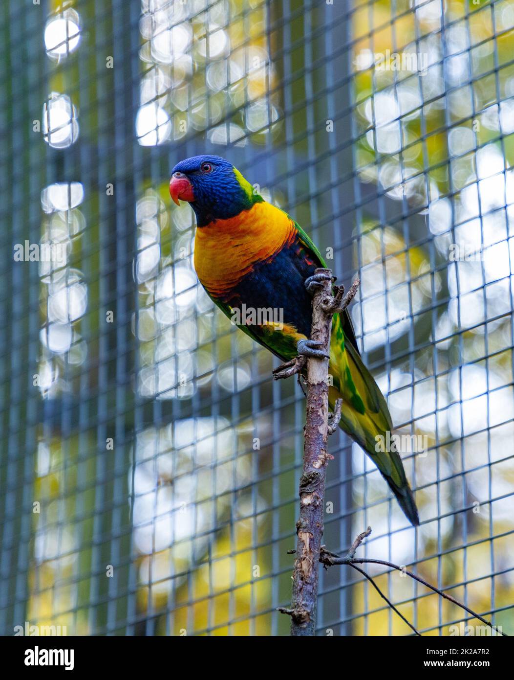 Rainbow Lorikeet Banque D'Images