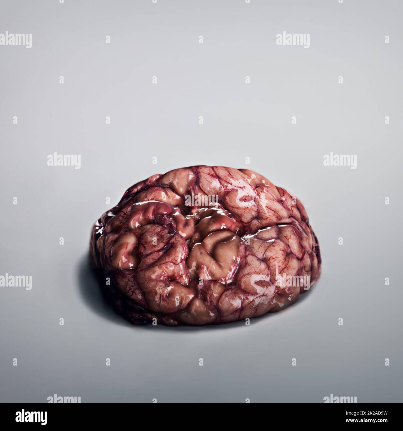 Brainsssss..... Un cerveau humain allongé sur un fond gris. Banque D'Images