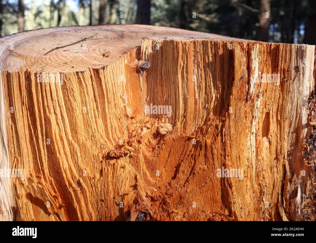 Bois scié frais dans une vue rapprochée. Texture détaillée des anneaux annuels sur une surface en bois. Banque D'Images