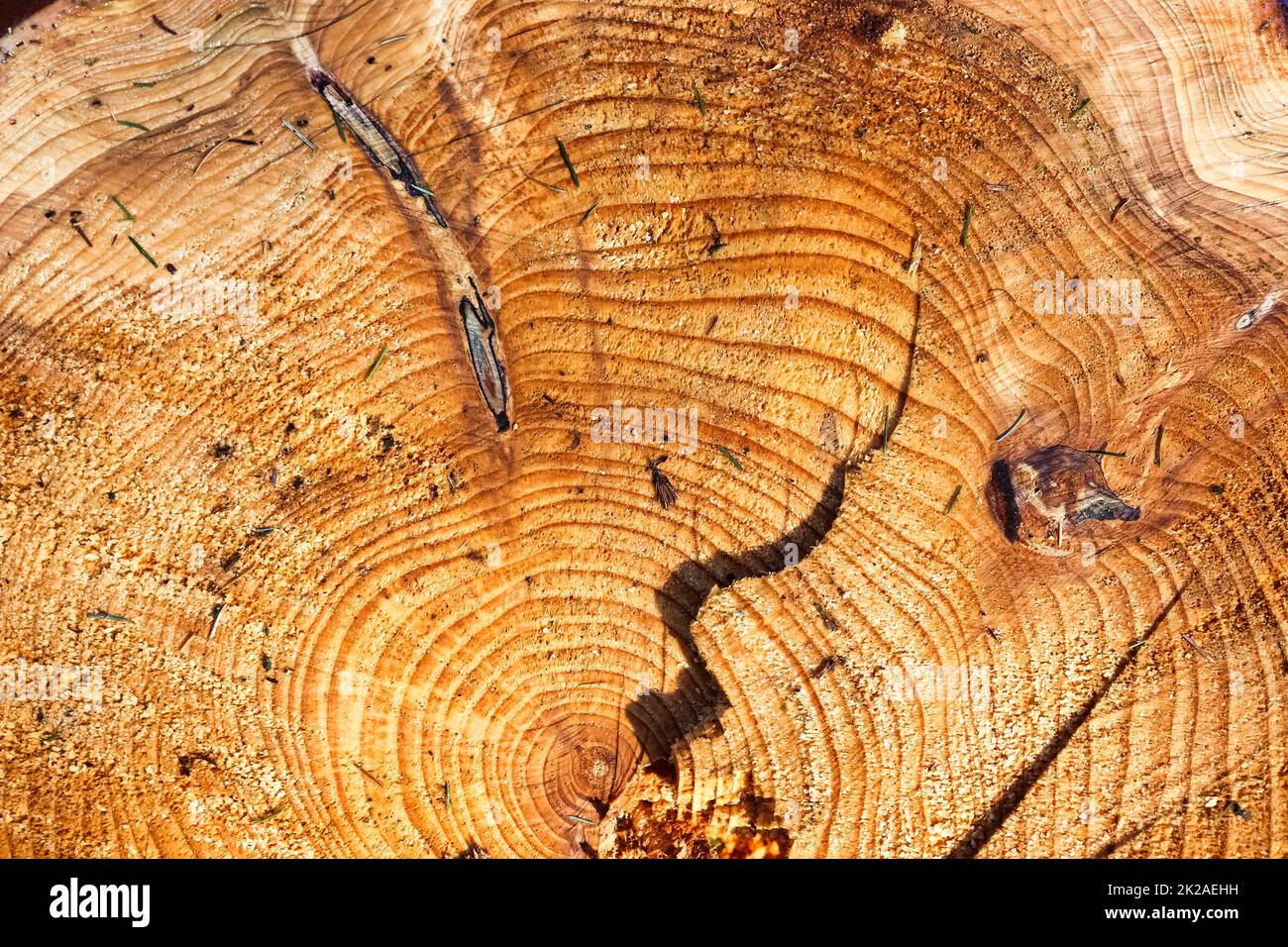 Bois scié frais dans une vue rapprochée. Texture détaillée des anneaux annuels sur une surface en bois. Banque D'Images