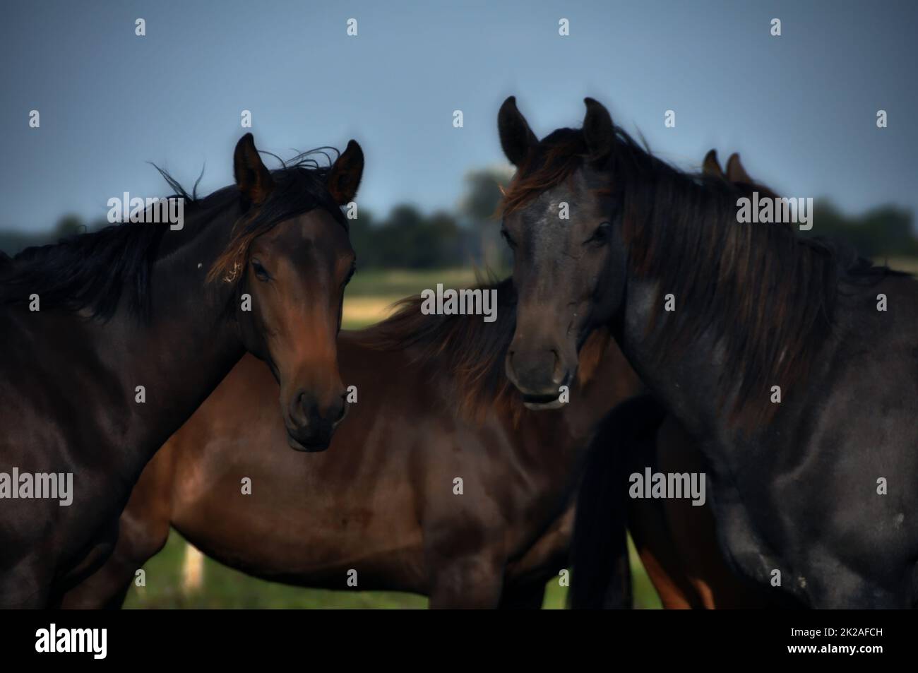 cheval Banque D'Images