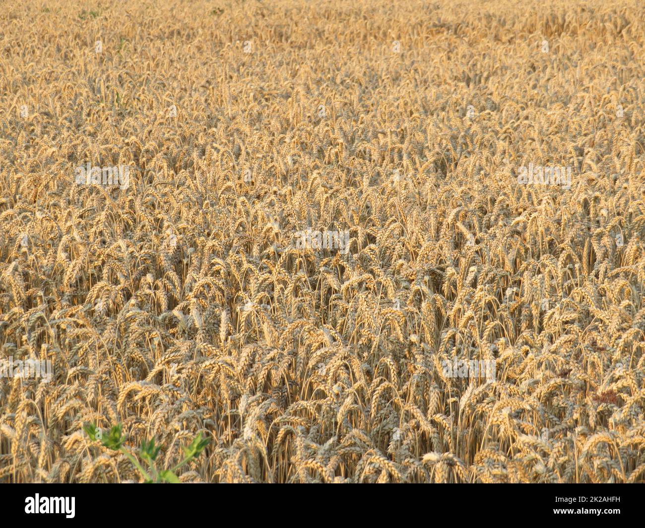 magnifique champ de céréales sèches prêt à récolter des aliments Banque D'Images
