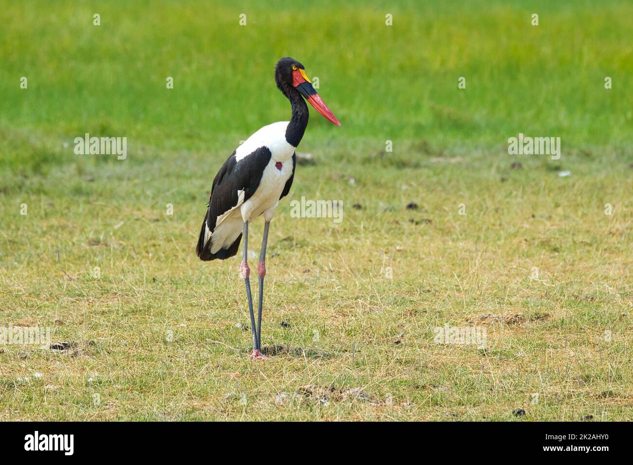 Cigogne à bec de cheval, Ephippiorhynchus senegalensis, dans le parc national d'Amboseli, au Kenya. Banque D'Images