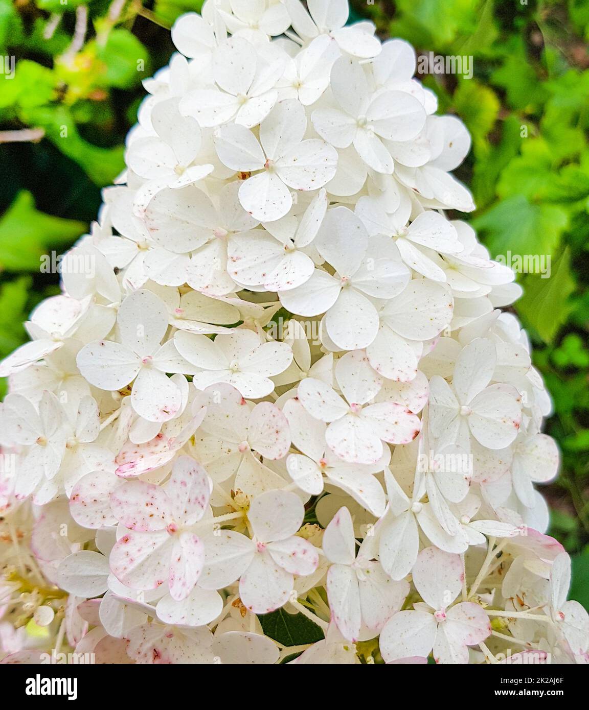 Une calotte en forme de cône d'une inflorescence d'hortensia blanche dans un jardin ouvert, sur fond de feuilles vertes. Gros plan Banque D'Images