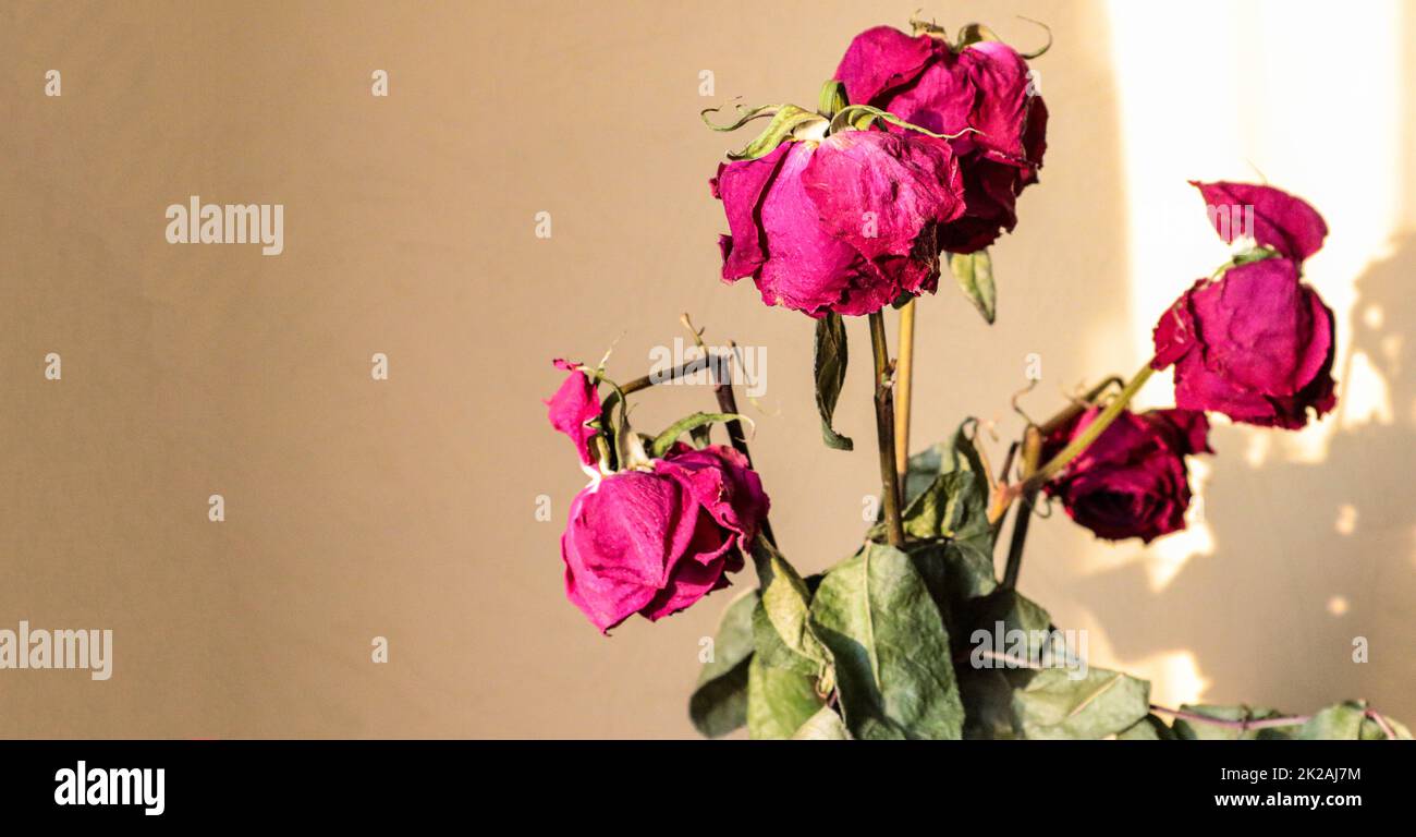 Une bannière avec une copie de l'espace, lumière du soleil sur les roses fanées et les ombres sur le mur Banque D'Images