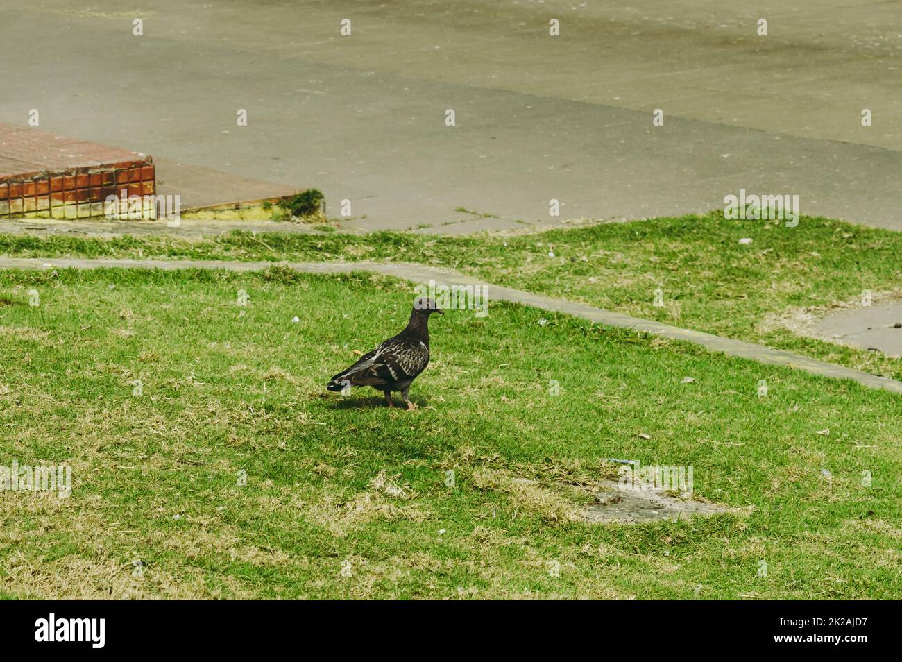 Un pigeon assis sur l'herbe verte d'un jardin. Banque D'Images