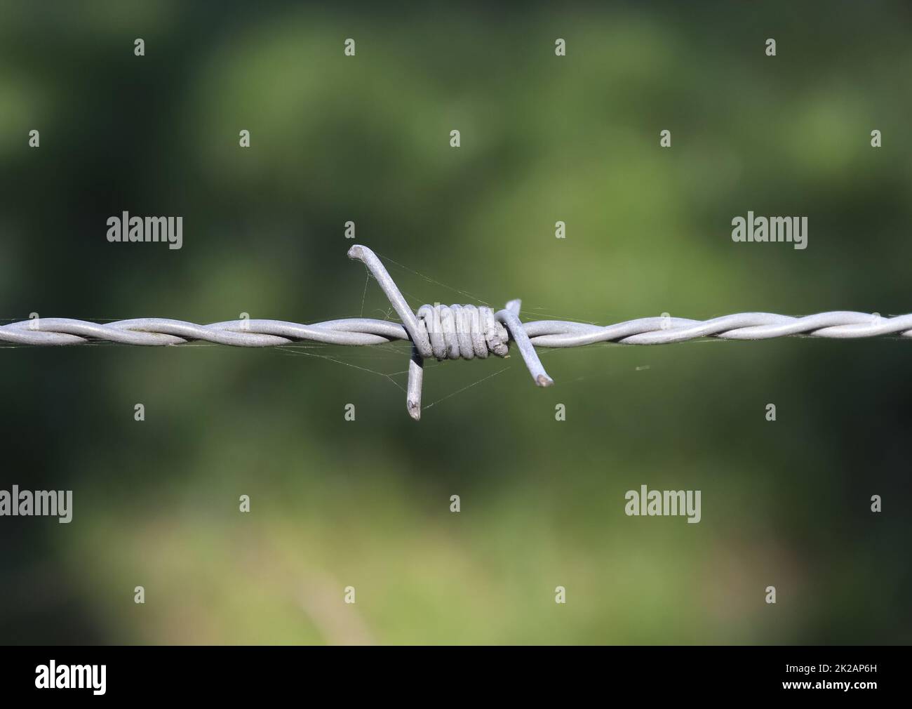 Fil barbelé avec un flou de mise au point en arrière-plan. Banque D'Images