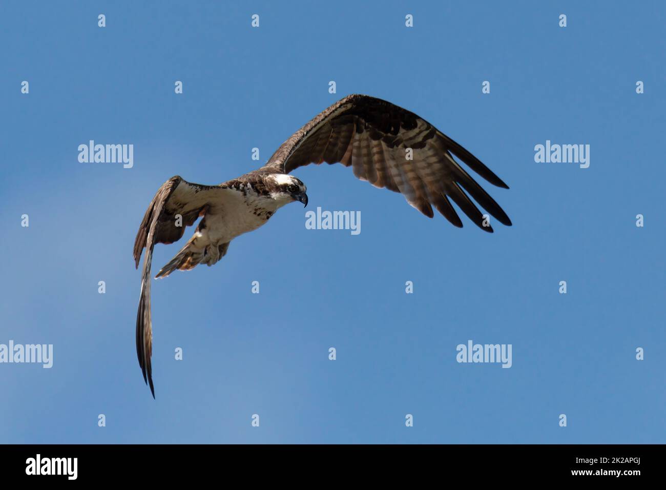 Osprey survolant la rivière Rio Bebeder au Costa Rica Banque D'Images