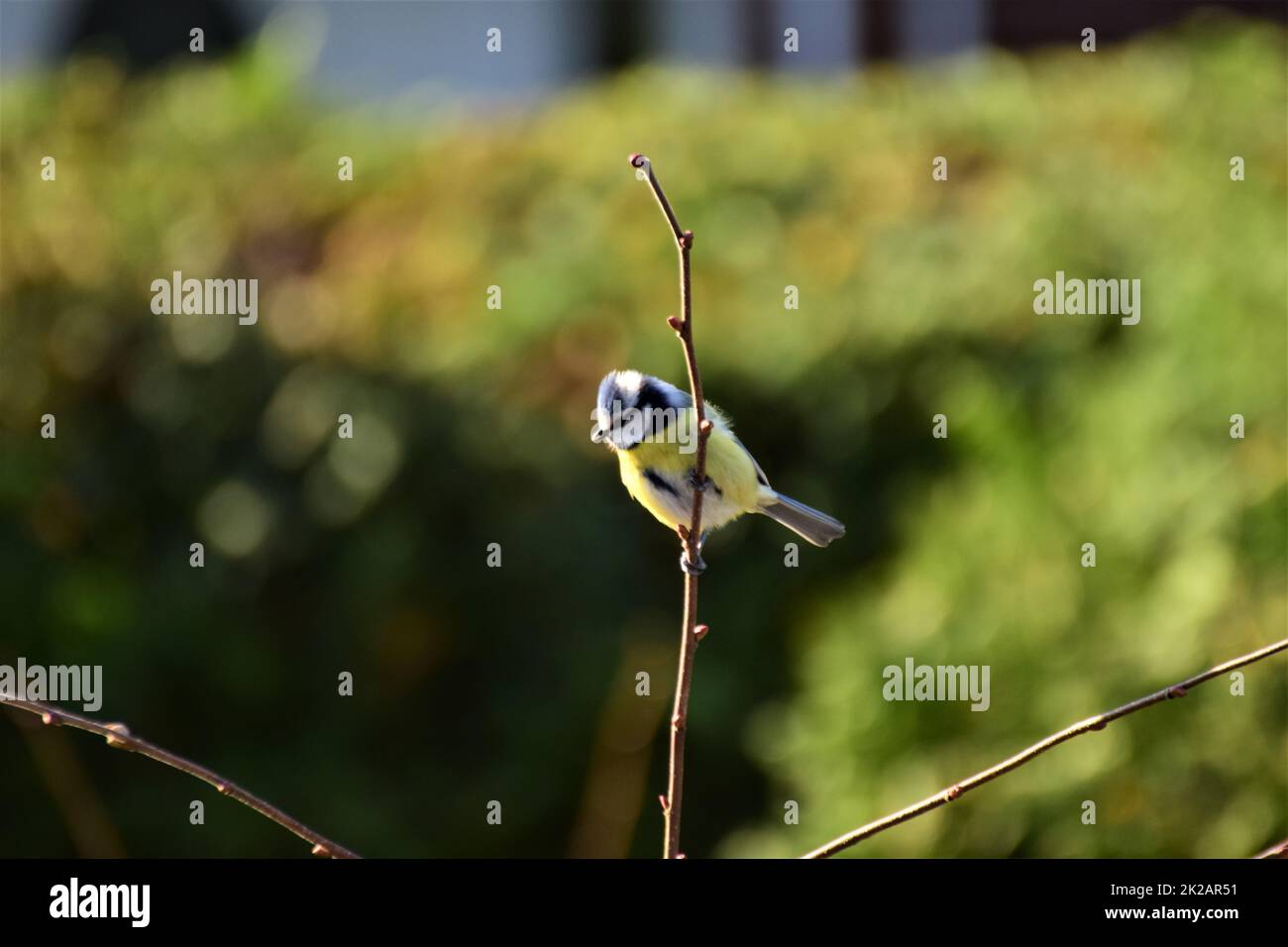 Bluetit à une branche devant une haie verte Banque D'Images