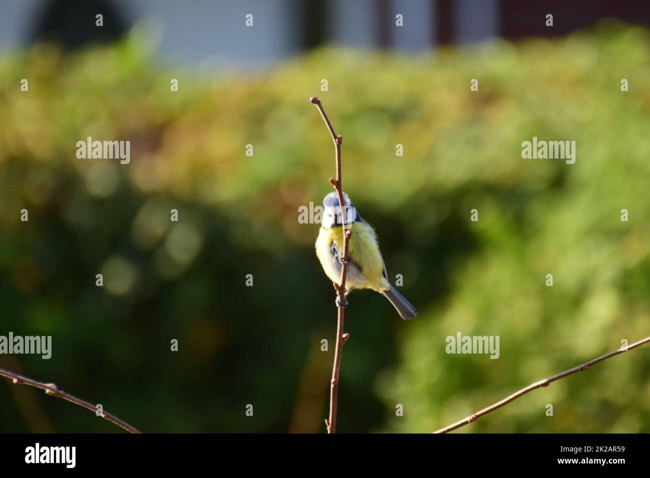 Bluetit à une branche devant une haie verte Banque D'Images