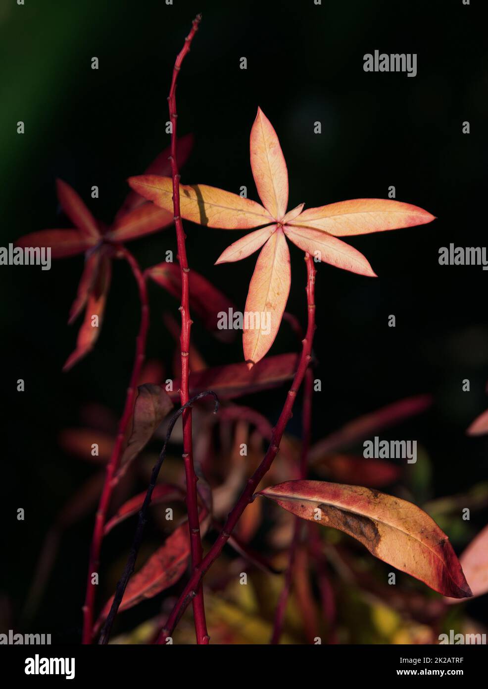 Euphorbia griffithii 'Great Dixter' Banque D'Images