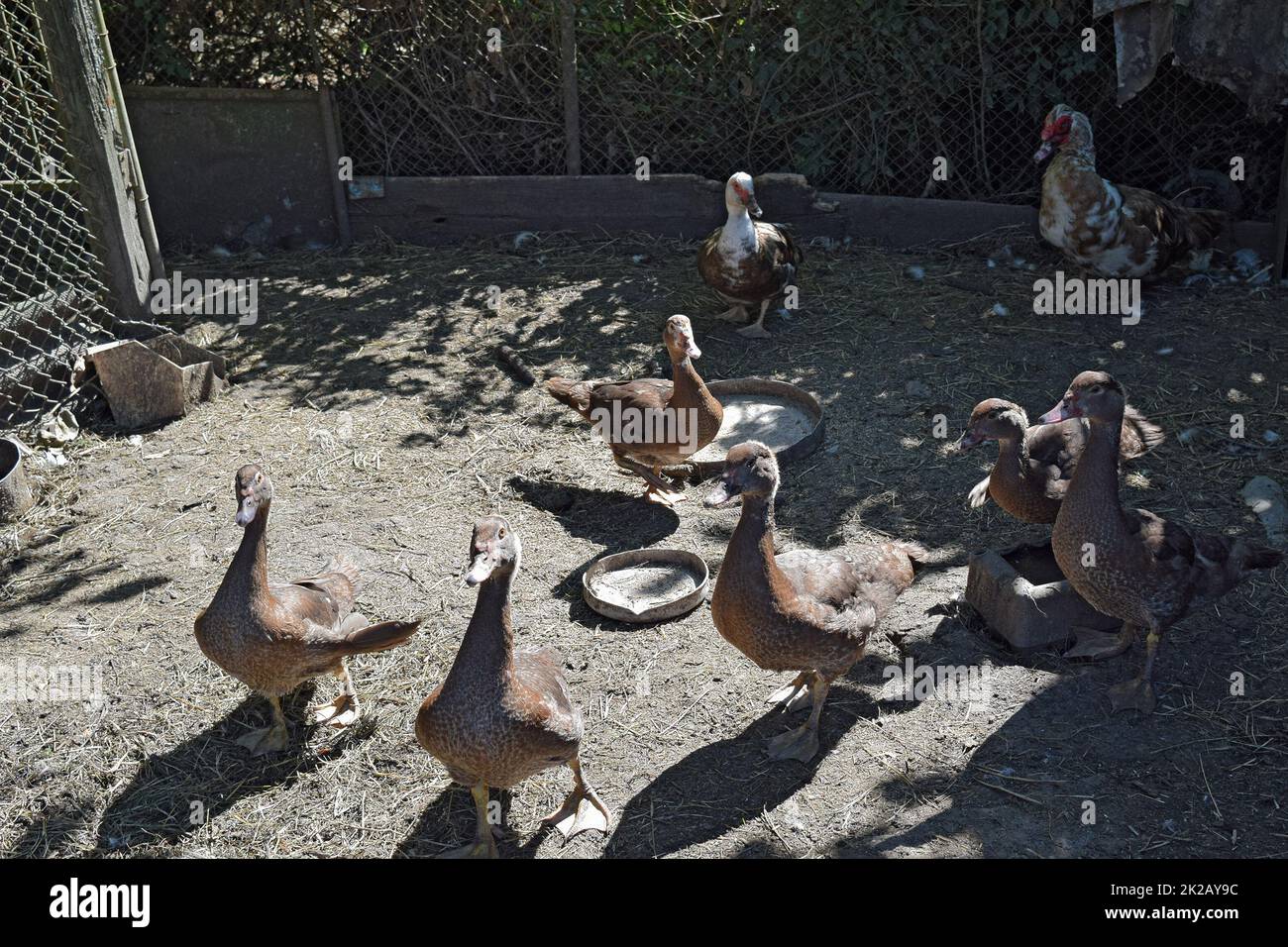 Le canard musqué Banque D'Images
