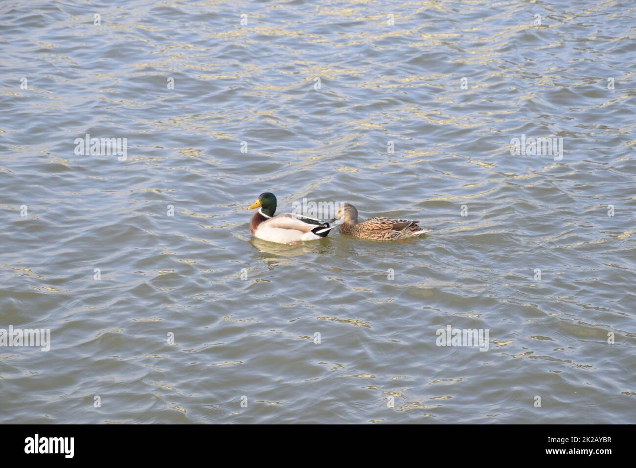 Canards nageant dans l'étang. Canard colvert sauvage. Drakes et les femmes Banque D'Images