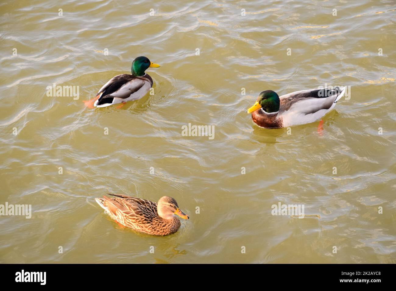 Canards nageant dans l'étang. Canard colvert sauvage. Drakes et femme Banque D'Images