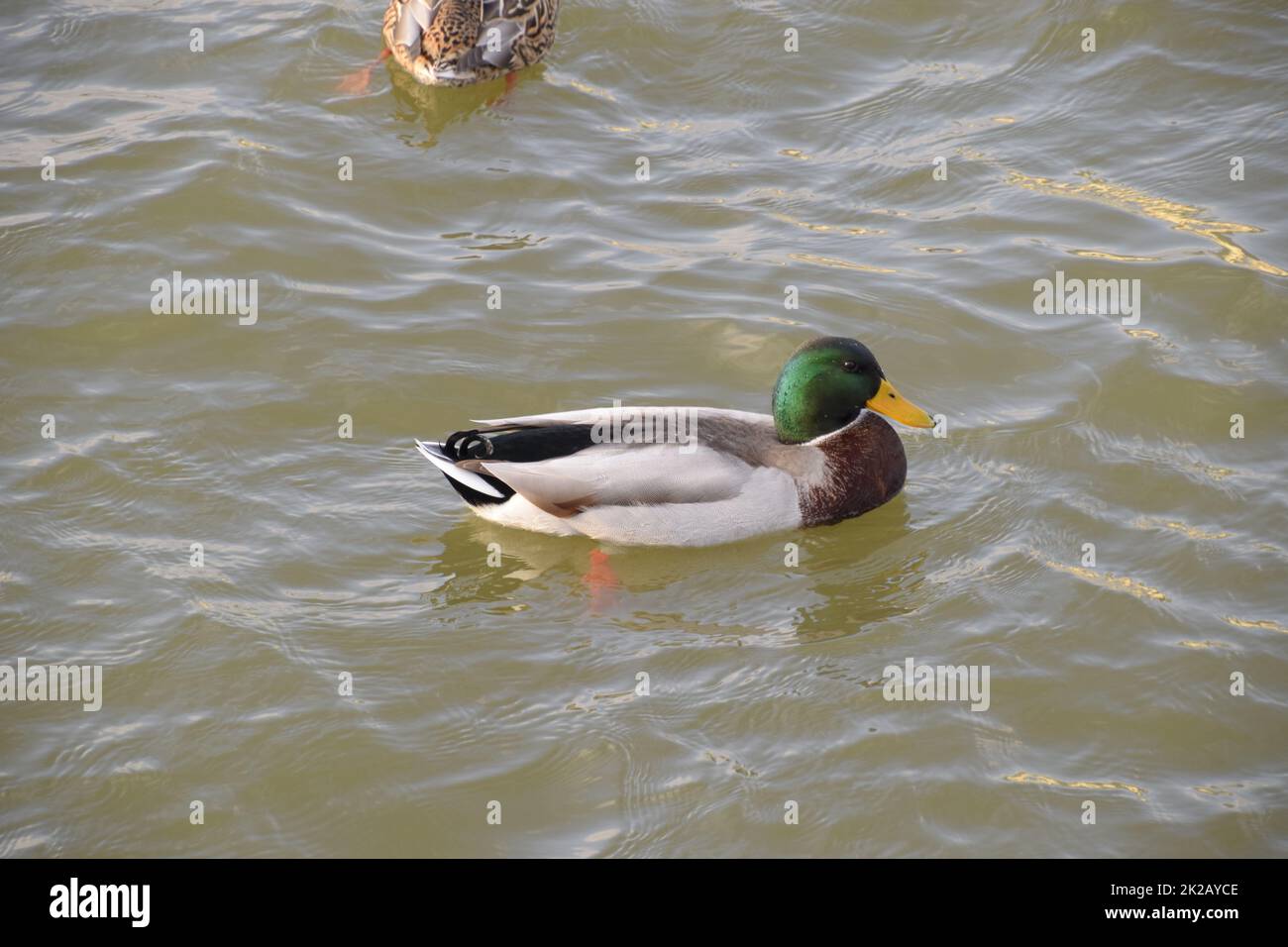 Canards nageant dans l'étang. Canard colvert sauvage. Drakes et les femmes Banque D'Images